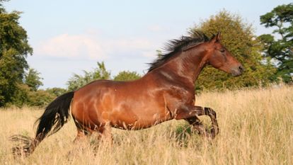 cheval qui galope dans un champ de blé au soleil couchant