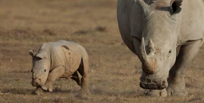 un bébé rhino et sa maman