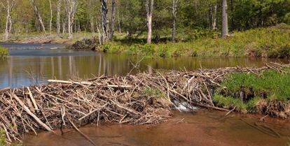 barrage de castor