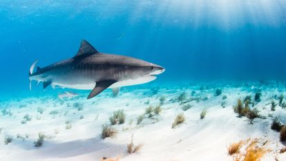 un requin sous l'eau