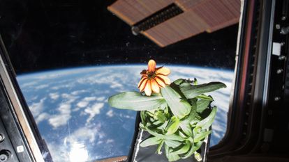 une fleur dans l'ISS