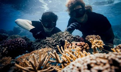 Coral Gardeners corail (c) Ryan Borne