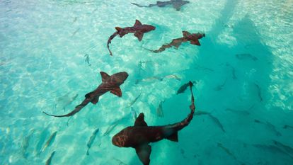 des requins marteaux