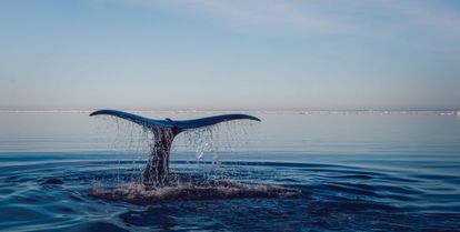 baleine océan