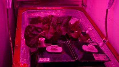 plants cultivés sur l'ISS