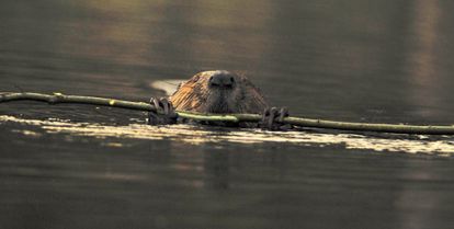 castor dans l'eau