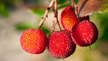 fruit de l'arbousier