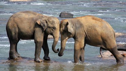 deux bébés éléphants