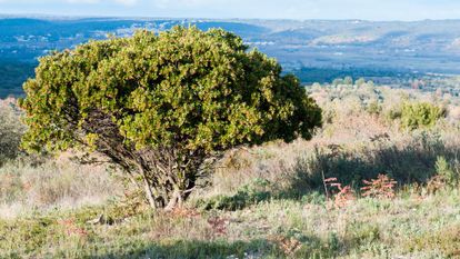 arbousier dans la garrigue