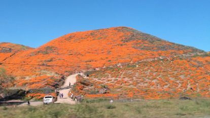 superbloom californie