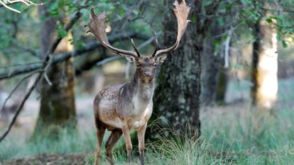 un cerf dans une forêt