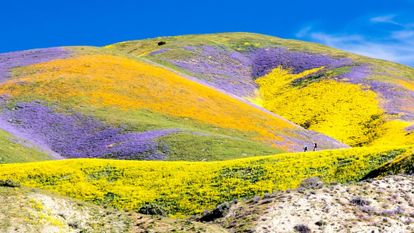 coline superbloom