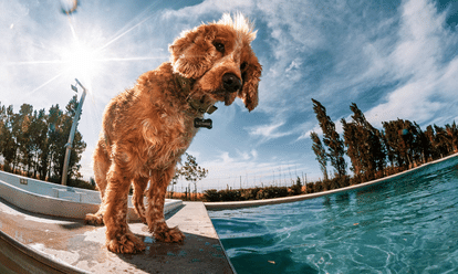 chien dans piscine