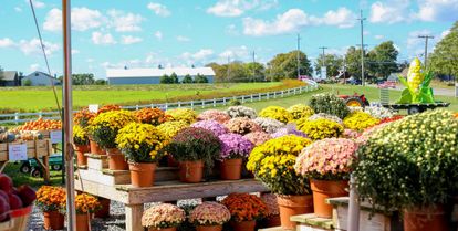 Un marché aux fleurs