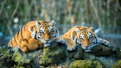 deux tigres sur une branche