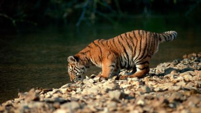 un bébé tigre qui boit de l'eau