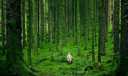 foret sauvage wild bretagne