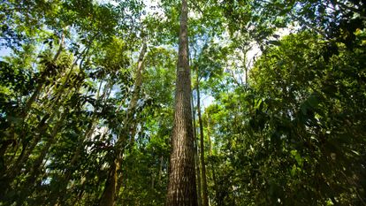 forêt amazonienne