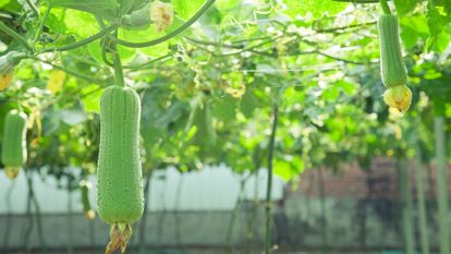 luffa courge exotique