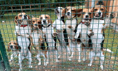 Beagle of Burgundy