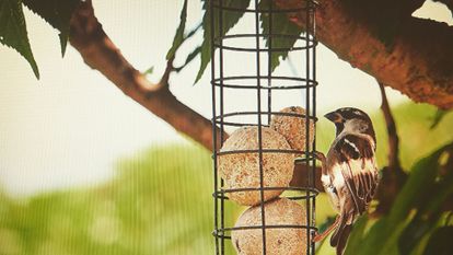 mangeoire oiseaux