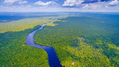 forêt amazonienne