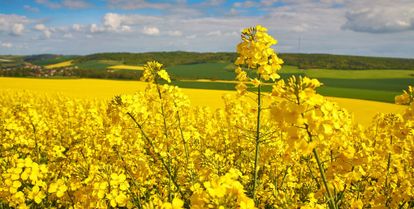 fleurs de colza