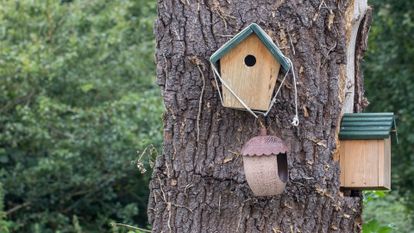 nichoirs à oiseaux