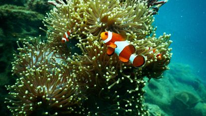 poisson clown et corail