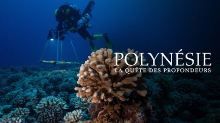 Polynésie : la quête des profondeurs