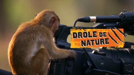 Drôle de nature