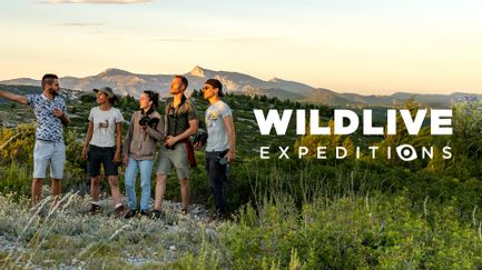 Wildlive Expeditions