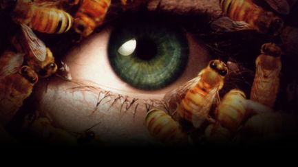 Candyman 3 : le jour des morts - T