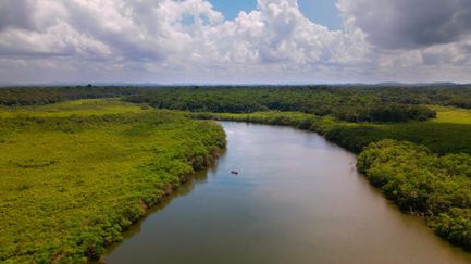 Guyane, vivre avec le jaguar