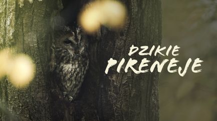 Dzikie Pireneje