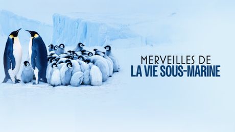 Merveilles de la vie sous-marine