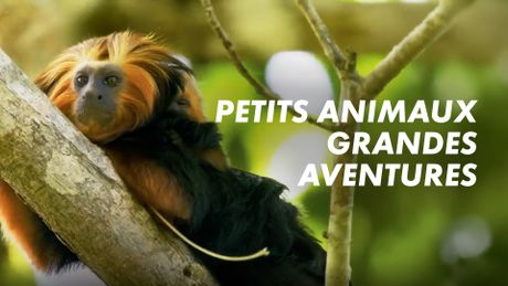 Petits animaux, grandes aventures