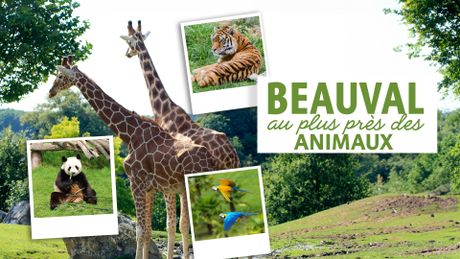 Beauval, au plus près des animaux