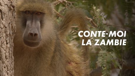 Conte-moi la Zambie - Saison 1