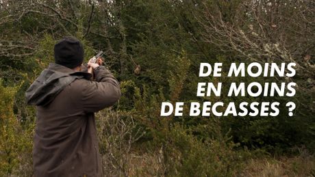 De moins en moins de bécasses ?