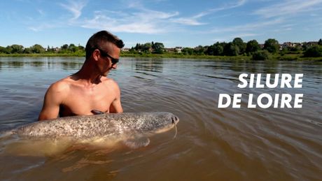 Silure de Loire