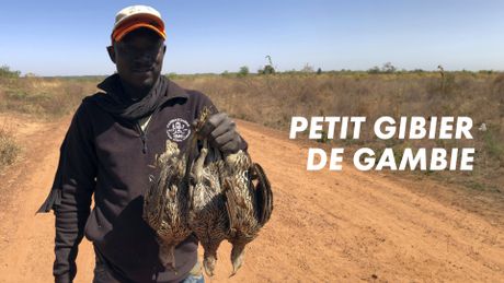 Petit gibier en Gambie