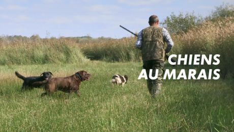 Chiens au marais