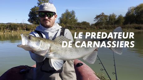 Le prédateur de carnassiers
