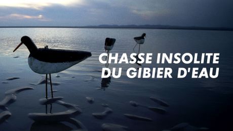 Chasses insolites du gibier d'eau