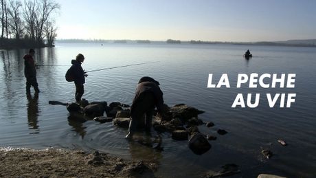 La pêche au vif