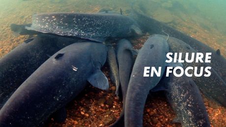 Silure en focus