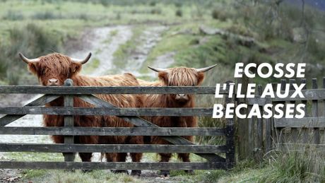 Ecosse, l'île aux bécasses