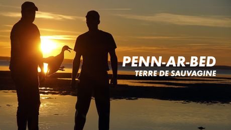 Penn-ar-Bed, terre de sauvagine