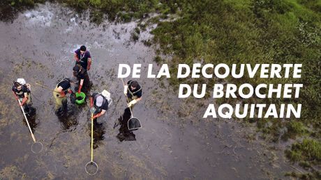 De la découverte du brochet aquitain